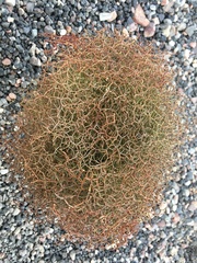 Eriogonum rixfordii