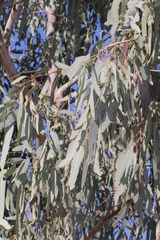 Eucalyptus coolabah