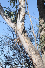 Eucalyptus coolabah
