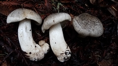 Tricholoma pardinum