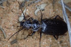 Gigadema bostocki