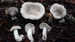 Tricholoma pardinum