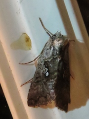 Syngrapha interrogationis