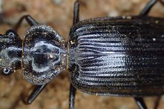 Gigadema bostocki