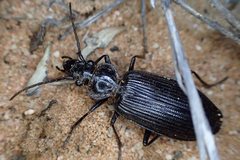 Gigadema bostocki