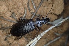 Gigadema bostocki