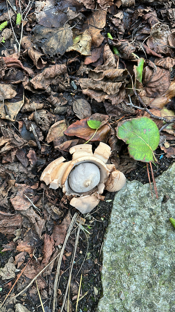 Geastrum michelianum · November 2025 · photo: © laurafranklin (iNaturalist, cc-by-sa)
