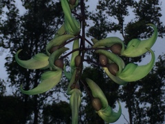 Strongylodon macrobotrys