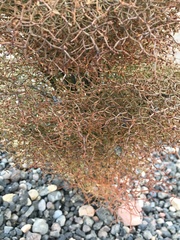 Eriogonum rixfordii