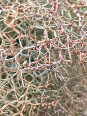 Eriogonum rixfordii