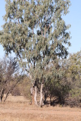 Eucalyptus coolabah