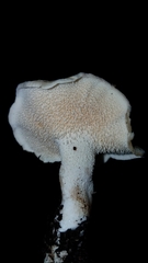 Hydnum oregonense