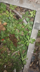 Parietaria judaica
