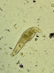 Philodinidae