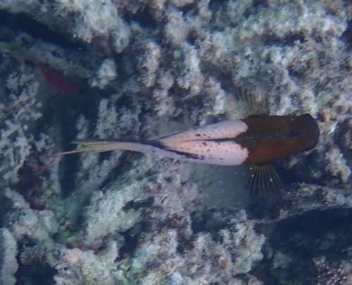 Bodianus anthioides