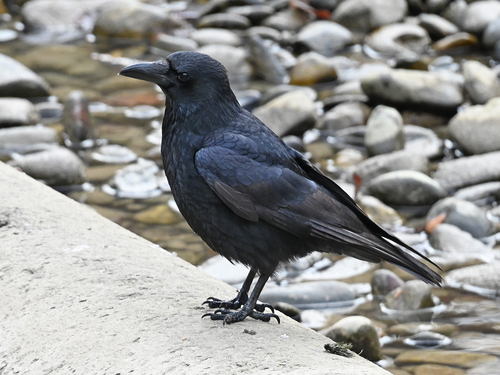 Rabenkrähe
