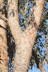 Corymbia terminalis