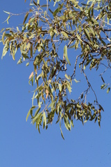 Corymbia terminalis
