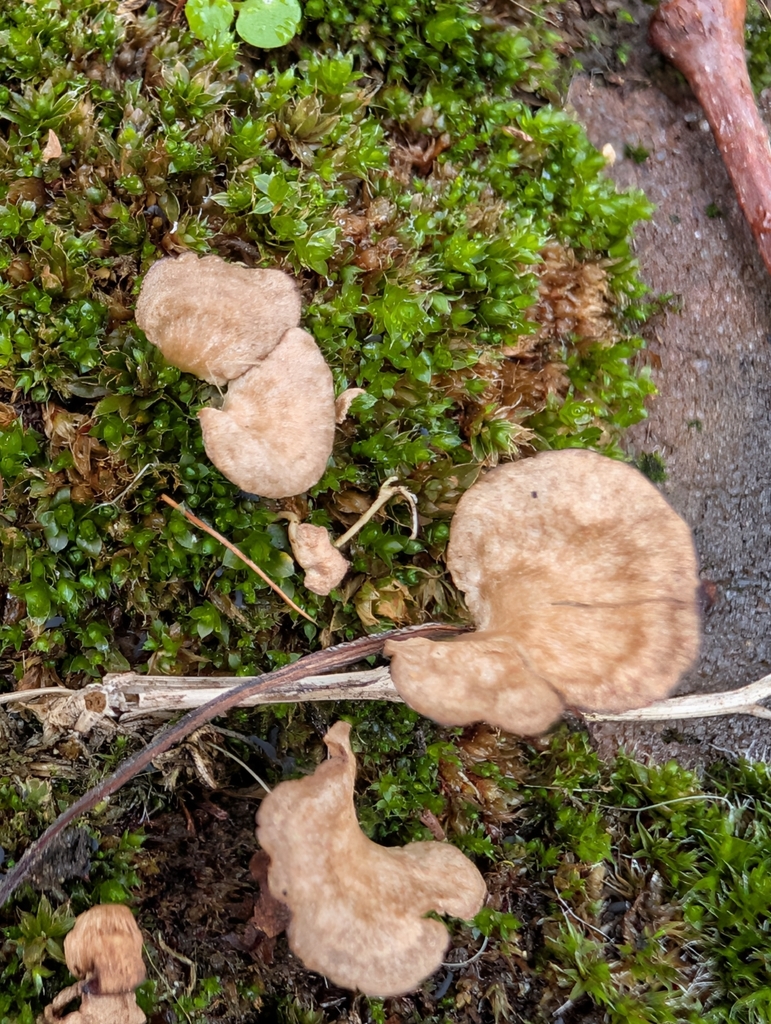 Arrhenia spathulata · December 2025 · photo: © pilmar (iNaturalist, cc0)