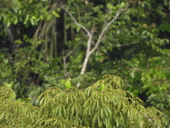 Brotogeris cyanoptera