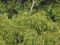 Brotogeris cyanoptera