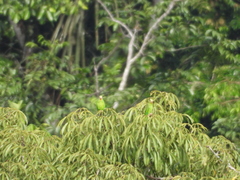 Brotogeris cyanoptera