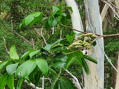 Melicope elleryana