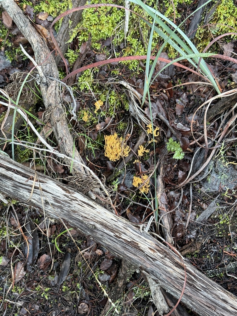 Phaeoclavulina myceliosa · November 2025 · photo: © rogerraiche (iNaturalist, cc-by)
