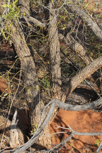 Bush Plum