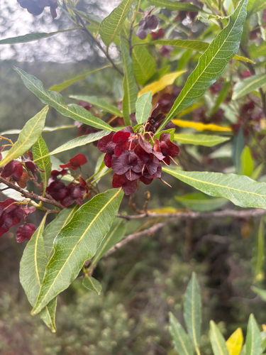 Dodonaea viscosa observed 2025-11-28