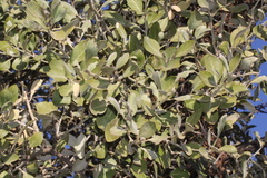 Capparis mitchellii