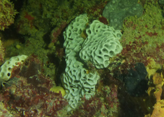 Holopsamma laminaefavosa