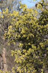 Psydrax oleifolia
