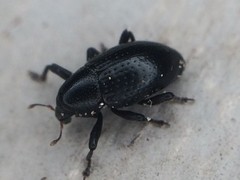 Tyloderma baridium