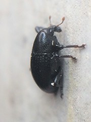Tyloderma baridium