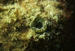 Homophyllia australis