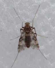 Psectrotanypus varius