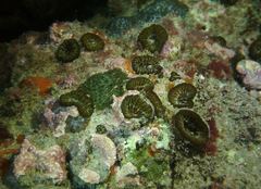 Homophyllia australis
