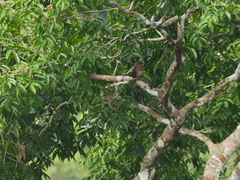 Turdus lawrencii
