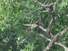 Turdus lawrencii