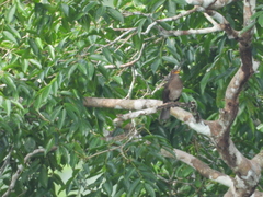 Turdus lawrencii