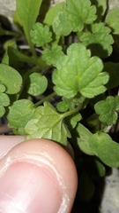 Veronica cymbalaria