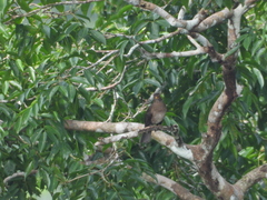 Turdus lawrencii