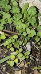 Veronica cymbalaria