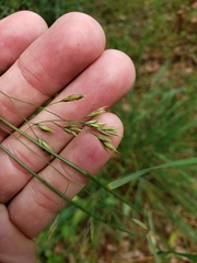 Festuca versuta