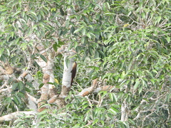 Xiphorhynchus guttatus