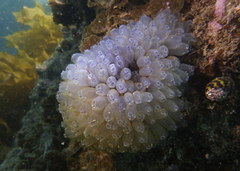 Clavelina moluccensis