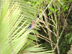 Cotinga cayana