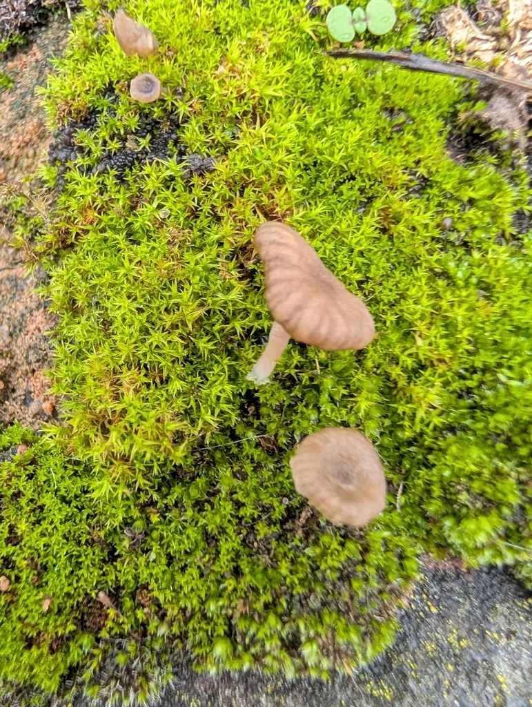 Arrhenia rickenii · December 2025 · photo: © pilmar (iNaturalist, cc0)