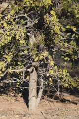 Psydrax oleifolia